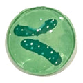Magnet- Pickles